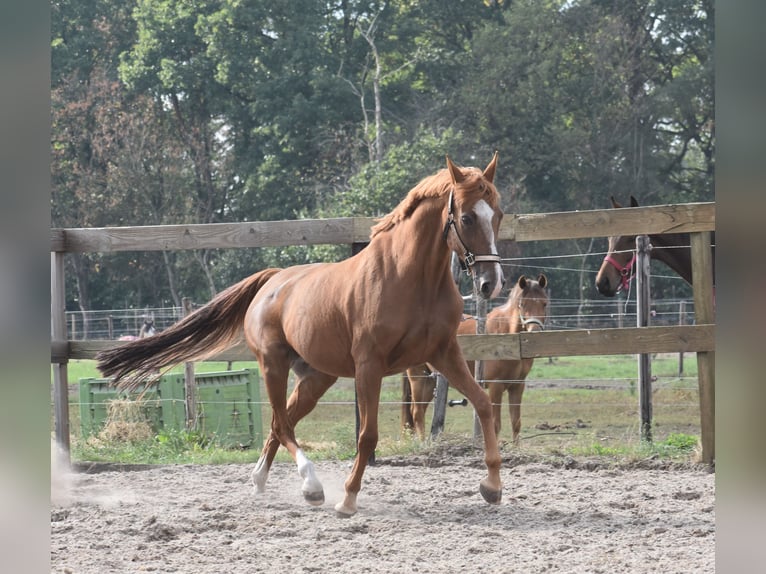 Andere Rassen Merrie 19 Jaar 153 cm Vos in Achtmaal