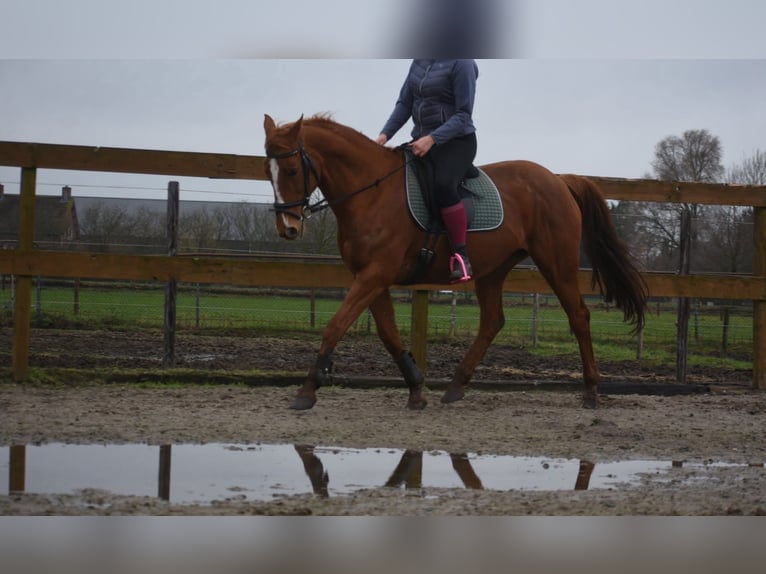 Andere Rassen Merrie 19 Jaar 160 cm Vos in Achtmaal