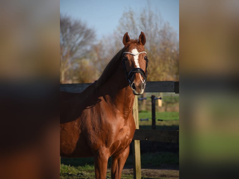 Andere Rassen Merrie 19 Jaar 162 cm Vos in Achtmaal