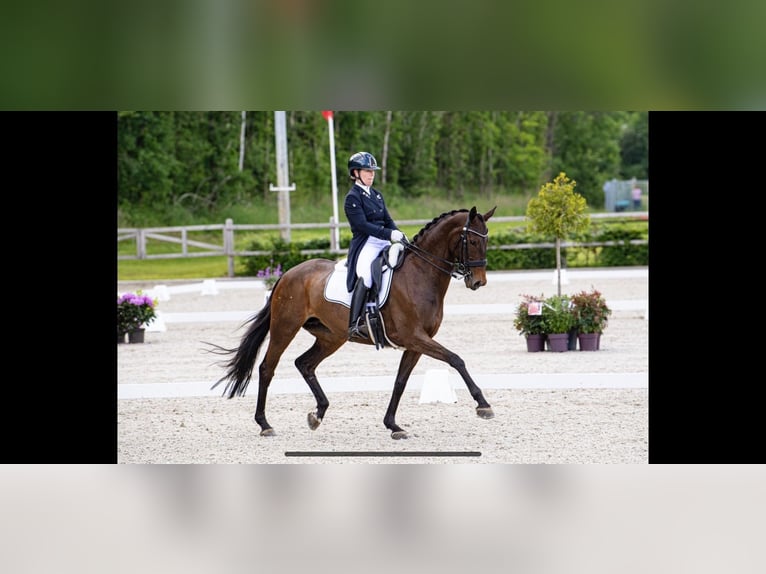 Andere Rassen Mix Merrie 19 Jaar 170 cm Roodbruin in Delbruck