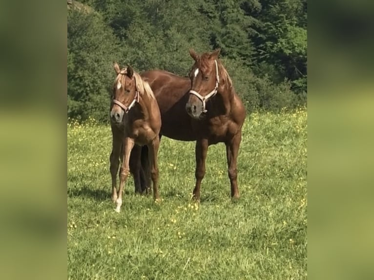 Andere Rassen Merrie 1 Jaar 135 cm Vos in Bad Münstereifel