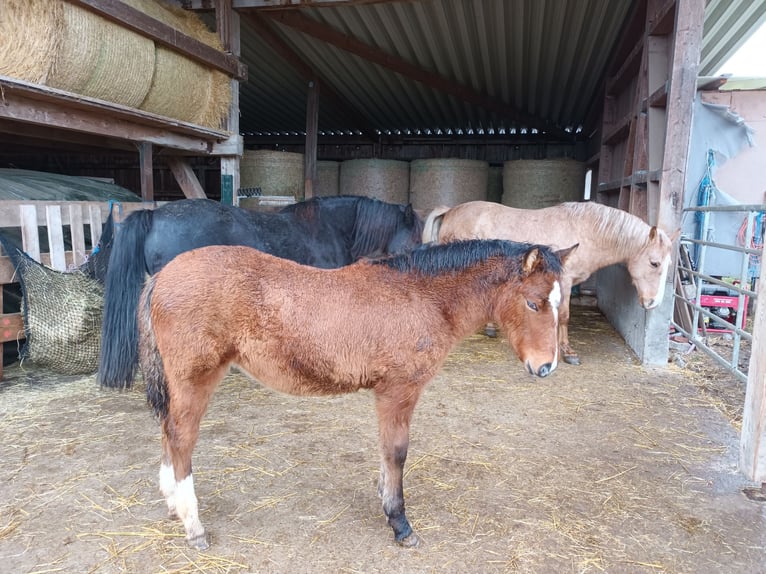 Andere Rassen Merrie 1 Jaar 145 cm Bruin in Oberschwarzach