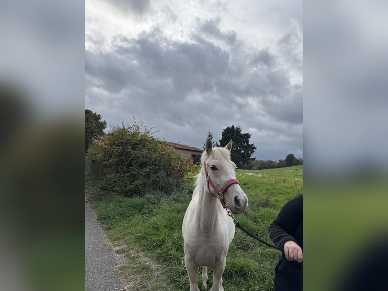 Andere Rassen Mix Merrie 1 Jaar 150 cm Palomino in Bressieux