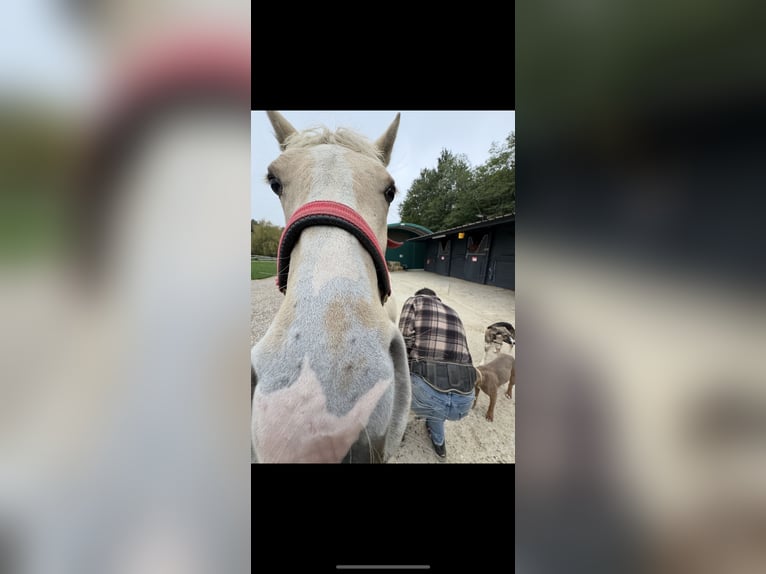 Andere Rassen Mix Merrie 1 Jaar 150 cm Palomino in Bressieux