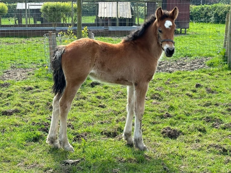 Andere Rassen Merrie 1 Jaar 155 cm Roodbruin in CHESTER