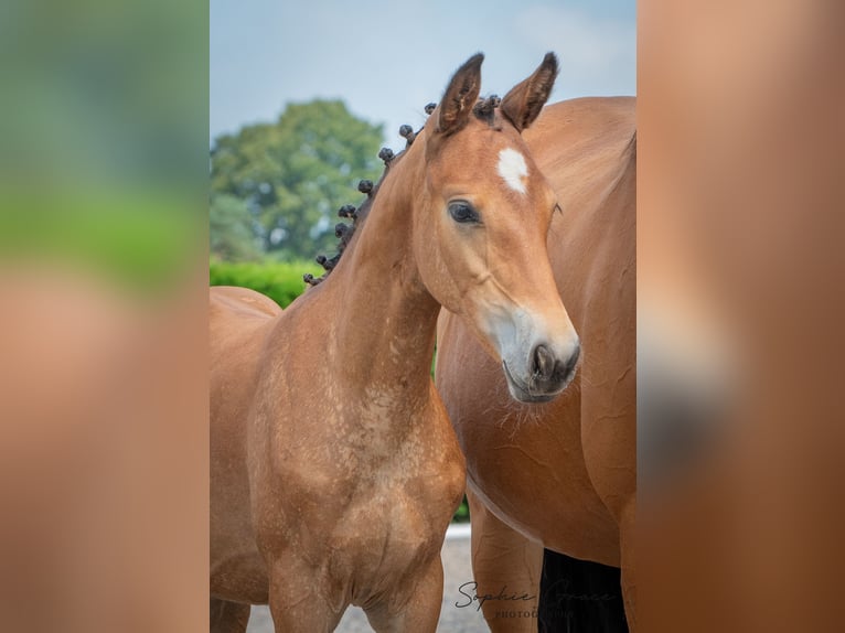 Andere Rassen Merrie 1 Jaar 155 cm Roodbruin in CHESTER