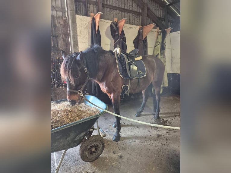 Andere Rassen Mix Merrie 1 Jaar 165 cm Donkerbruin in Løgumkloster