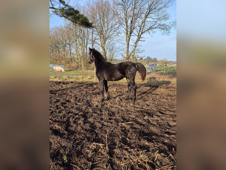 Andere Rassen Mix Merrie 1 Jaar 165 cm Donkerbruin in Løgumkloster
