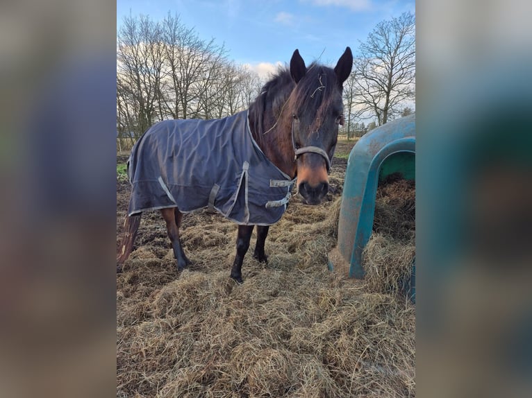 Andere Rassen Mix Merrie 1 Jaar 165 cm Donkerbruin in Løgumkloster