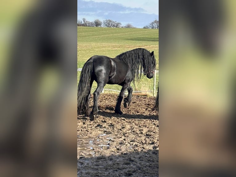 Andere Rassen Mix Merrie 1 Jaar 165 cm Donkerbruin in Løgumkloster