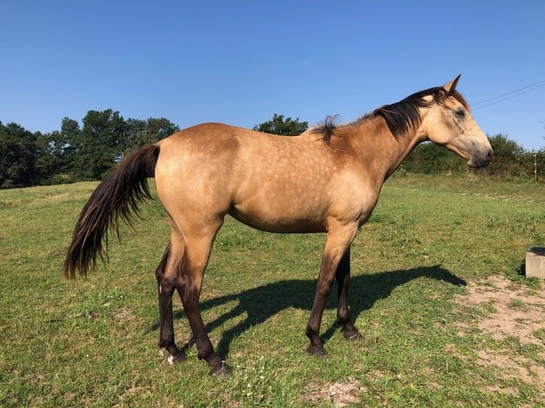 Andere Rassen Merrie 1 Jaar Falbe in BUSSY-ALBIEUX