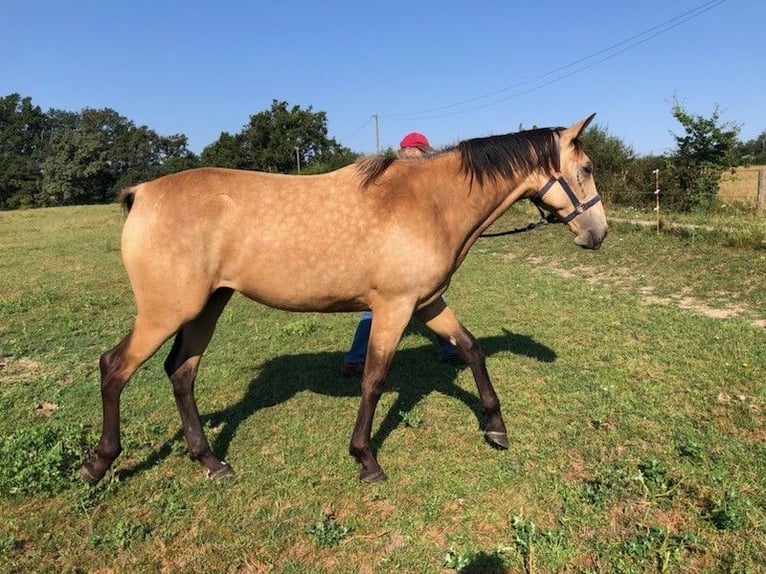 Andere Rassen Merrie 1 Jaar Falbe in BUSSY-ALBIEUX