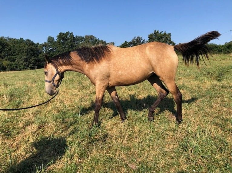 Andere Rassen Merrie 1 Jaar Falbe in BUSSY-ALBIEUX