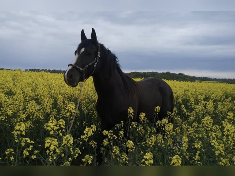 Andere Rassen Mix Merrie 1 Jaar Overo-alle-kleuren in Montmeillant