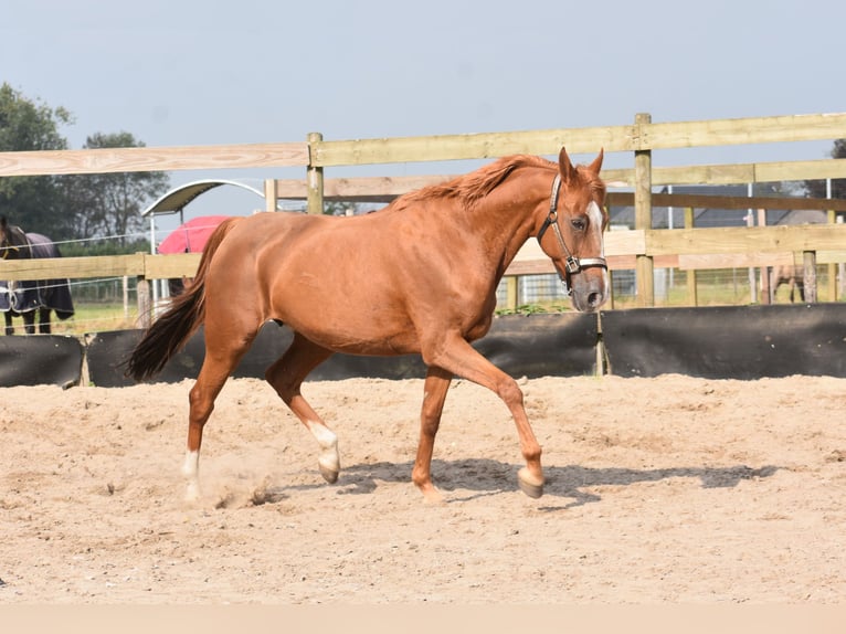 Andere Rassen Merrie 20 Jaar 152 cm Vos in Achtmaal