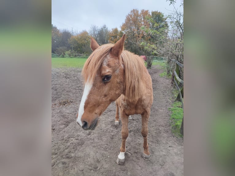 Andere Rassen Merrie 29 Jaar 140 cm Vos in Essen