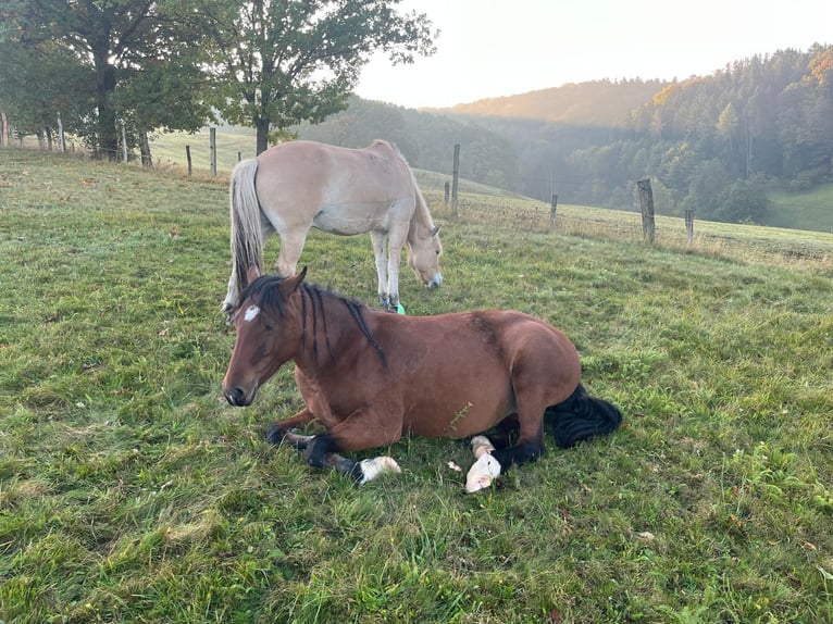 Andere Rassen Mix Merrie 2 Jaar 140 cm Bruin in Mörlenbach