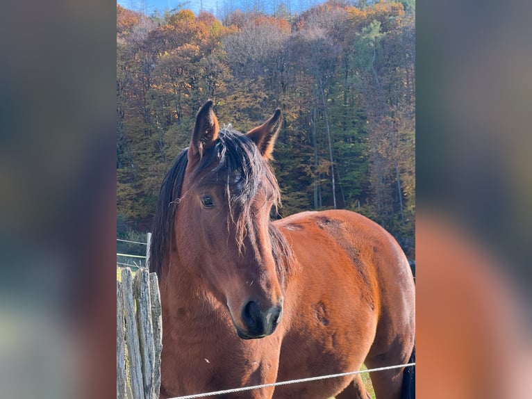 Andere Rassen Mix Merrie 2 Jaar 140 cm Bruin in Mörlenbach