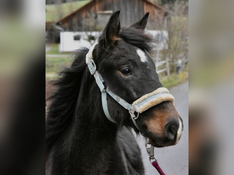 Andere Rassen Merrie 2 Jaar 145 cm Donkerbruin in Oberpöring