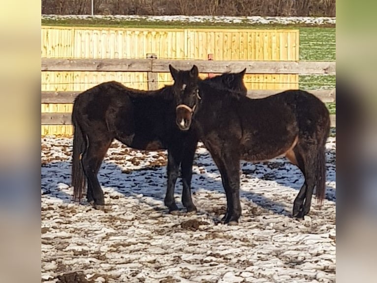 Andere Rassen Merrie 2 Jaar 145 cm Donkerbruin in Oberpöring