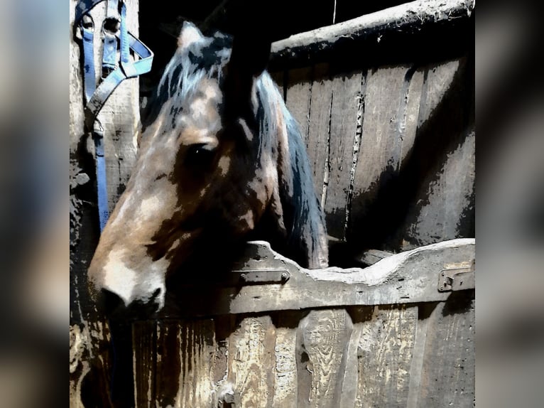 Andere Rassen Merrie 2 Jaar 145 cm Donkerbruin in Saint georges sur meuse