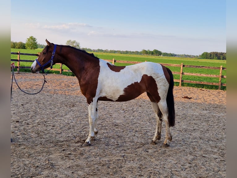 Andere Rassen Merrie 2 Jaar 148 cm Gevlekt-paard in De Krim