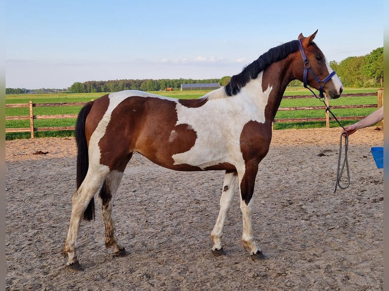 Andere Rassen Merrie 2 Jaar 148 cm Gevlekt-paard in De Krim
