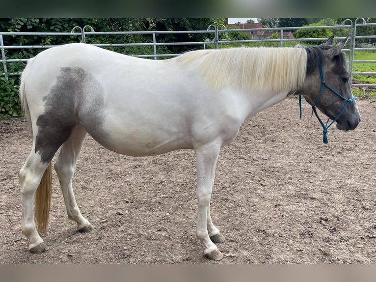 Andere Rassen Merrie 2 Jaar 150 cm Falbe in Niederaula