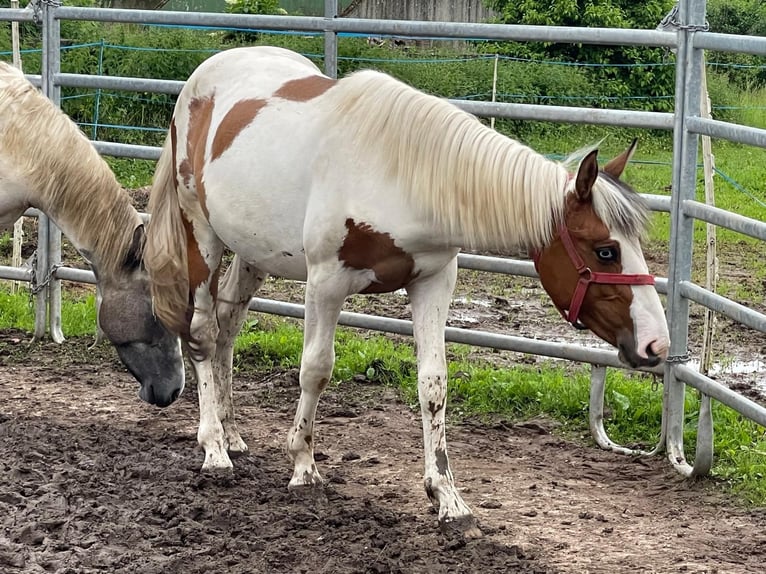 Andere Rassen Merrie 2 Jaar 150 cm Falbe in Niederaula