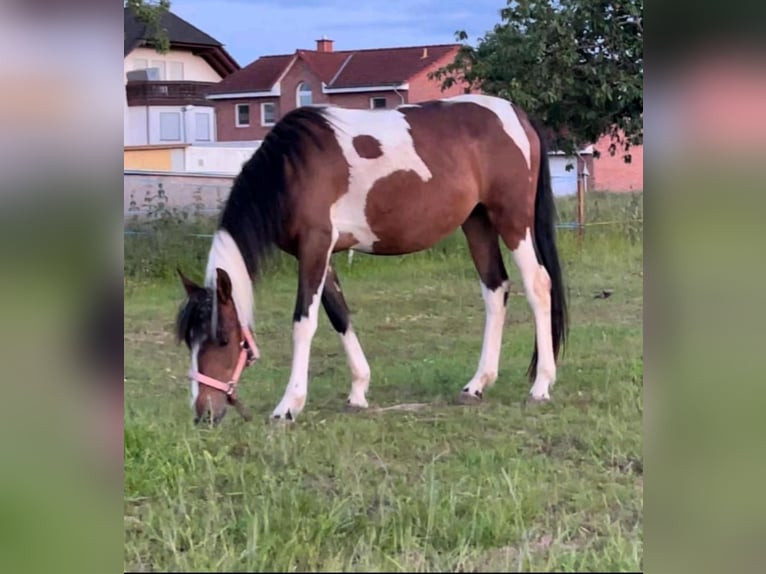 Andere Rassen Merrie 2 Jaar 150 cm Falbe in Niederaula