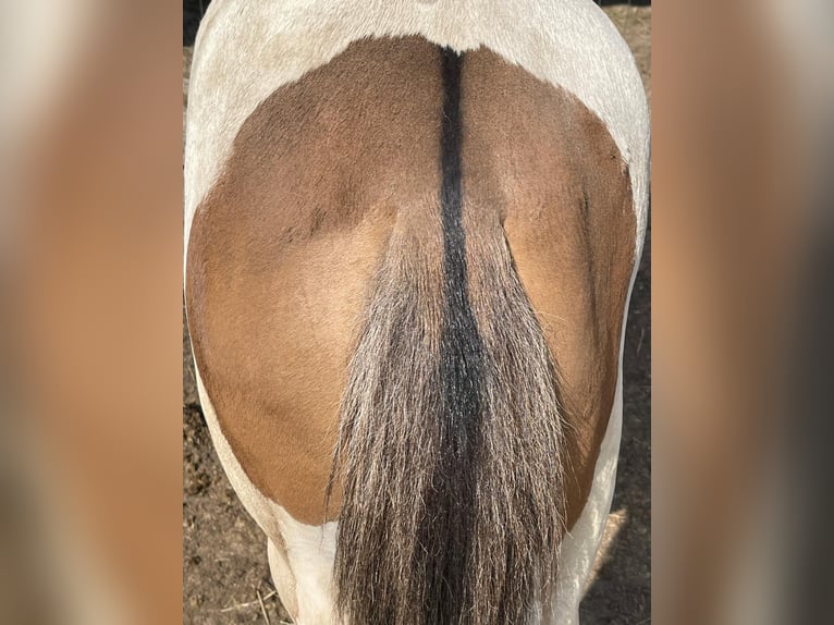 Andere Rassen Merrie 2 Jaar 150 cm Falbe in Niederaula