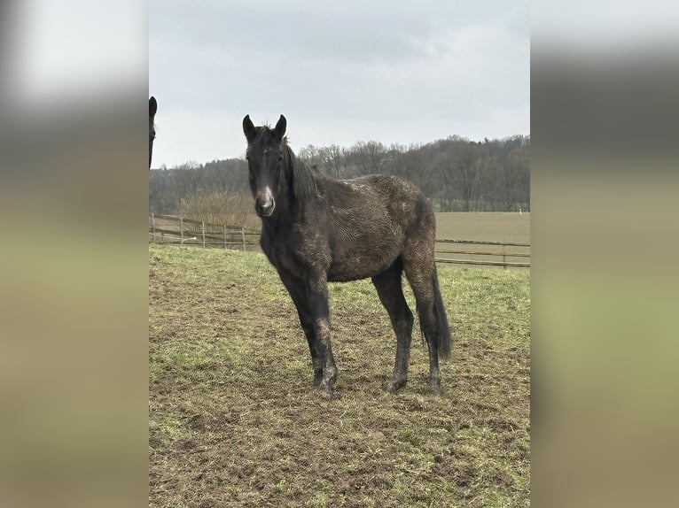 Andere Rassen Mix Merrie 2 Jaar 165 cm Zwart in Asbach