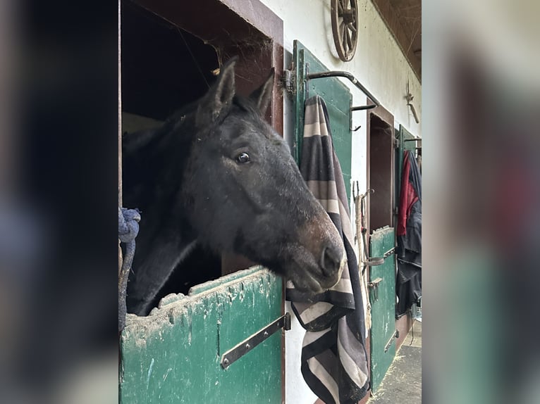 Andere Rassen Mix Merrie 2 Jaar 165 cm Zwart in Asbach