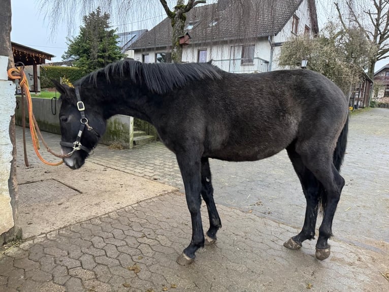 Andere Rassen Mix Merrie 2 Jaar 165 cm Zwart in Asbach