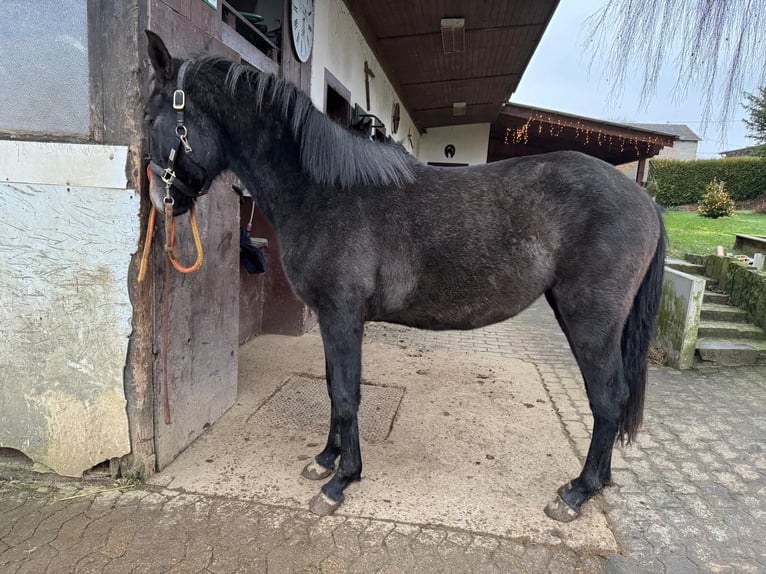 Andere Rassen Mix Merrie 2 Jaar 165 cm Zwart in Asbach