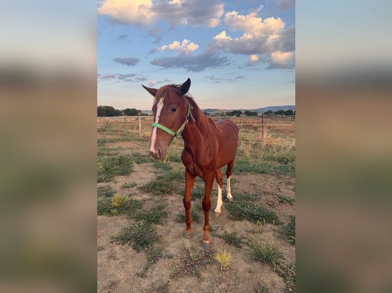 Andere Rassen Mix Merrie 2 Jaar 170 cm Vos in Verona