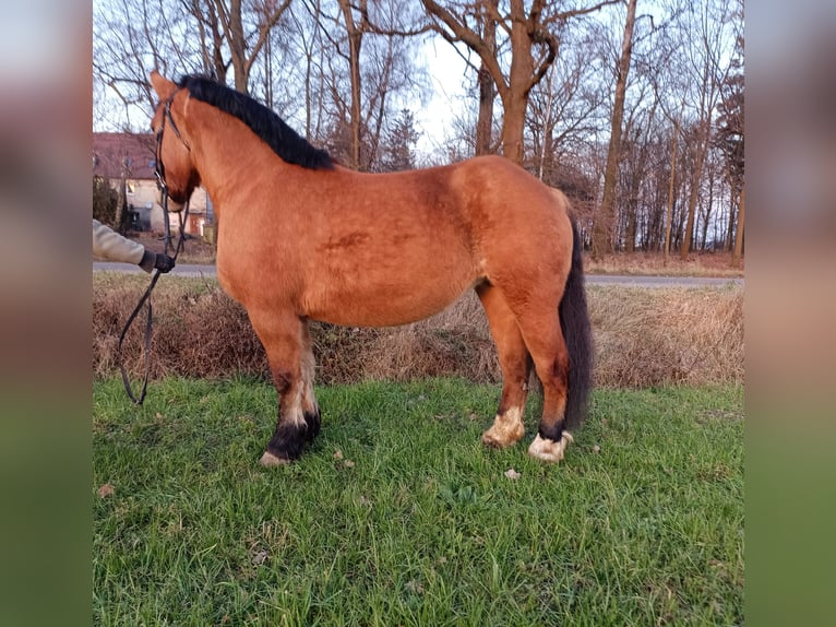 Andere Rassen Mix Merrie 2 Jaar Appaloosa in Rożnowo