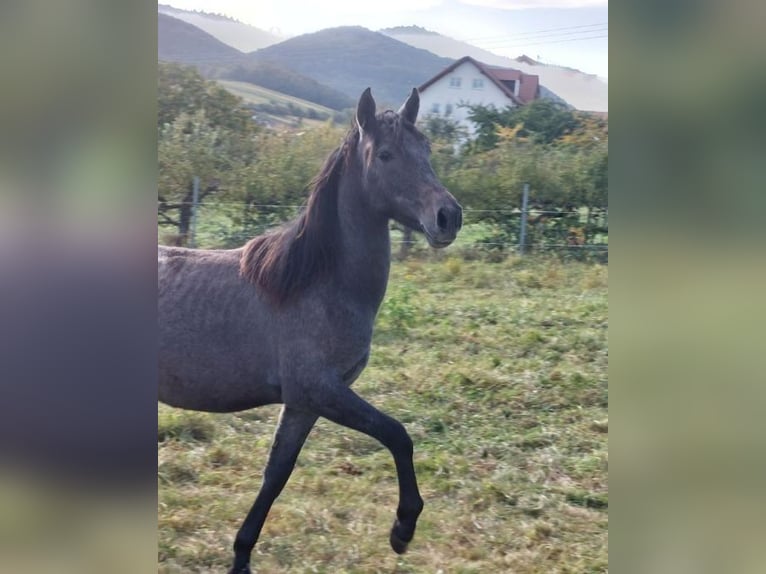 Andere Rassen Merrie 2 Jaar in Landau i.d. Pfalz