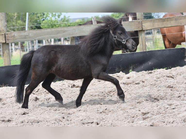 Andere Rassen Merrie 2 Jaar Zwart in Achtmaal