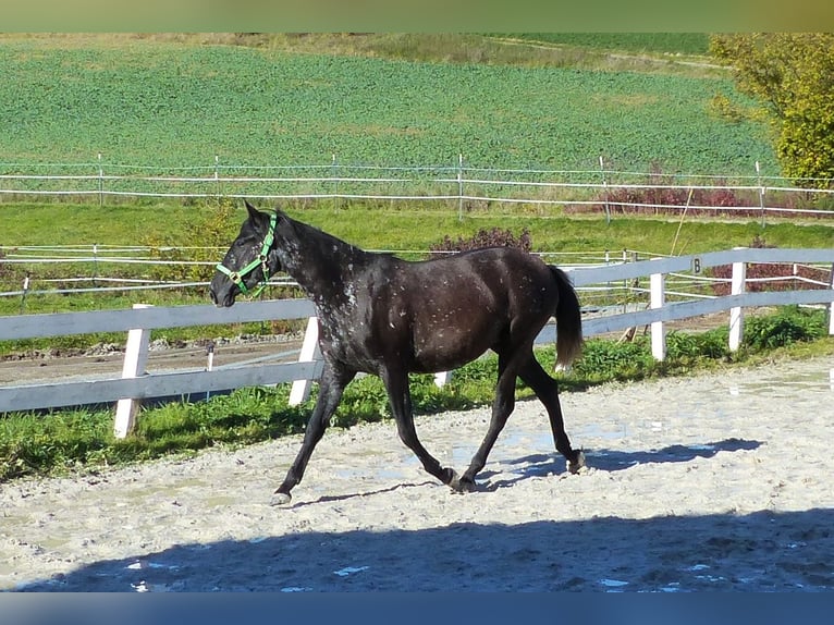 Andere Rassen Merrie 2 Jaar Zwartbruin in Beutelsbach