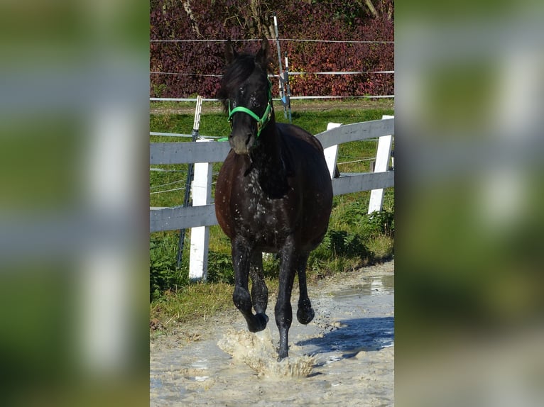 Andere Rassen Merrie 2 Jaar Zwartbruin in Beutelsbach