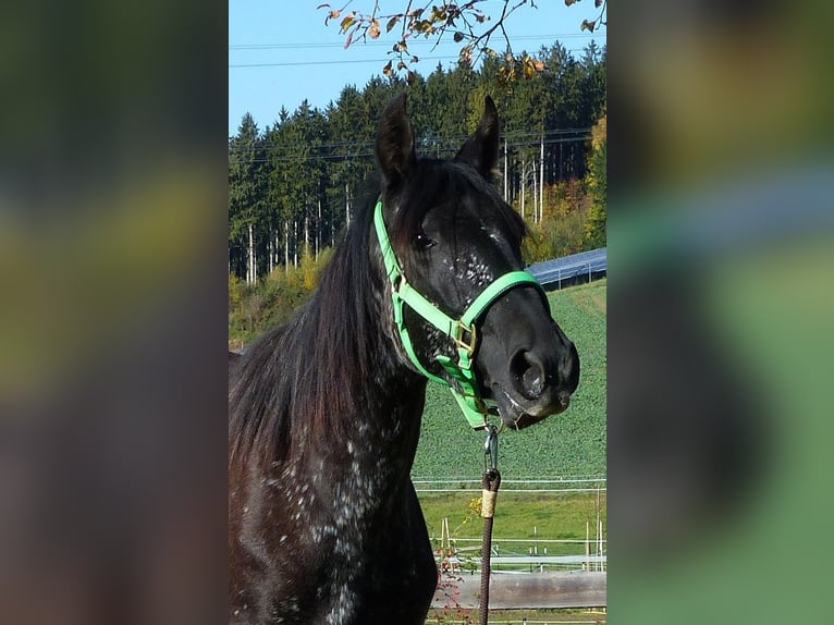 Andere Rassen Merrie 2 Jaar Zwartbruin in Beutelsbach