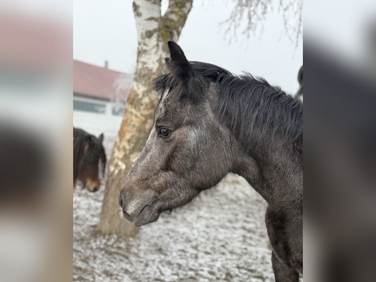Andere Rassen Merrie 3 Jaar 130 cm Zwartschimmel in Achstetten
