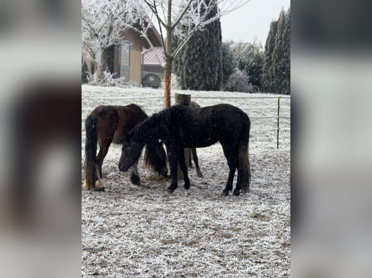 Andere Rassen Merrie 3 Jaar 130 cm Zwartschimmel in Achstetten