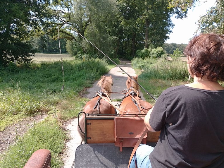 Andere Rassen Merrie 3 Jaar 132 cm Vos in Michendorf