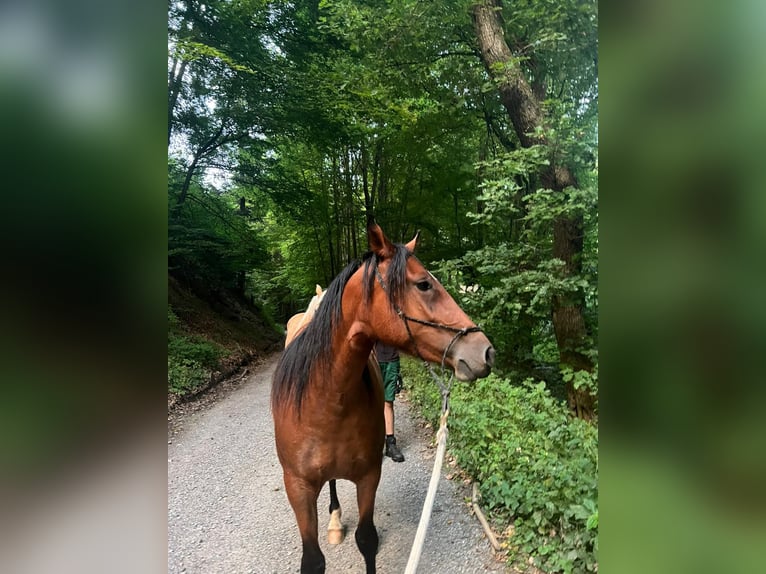 Andere Rassen Mix Merrie 3 Jaar 140 cm Bruin in Rimbach