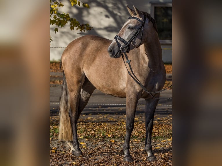 Andere Rassen Merrie 3 Jaar 145 cm kan schimmel zijn in Schwäbisch Gmünd