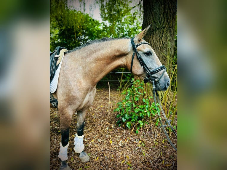 Andere Rassen Merrie 3 Jaar 145 cm kan schimmel zijn in Schwäbisch Gmünd