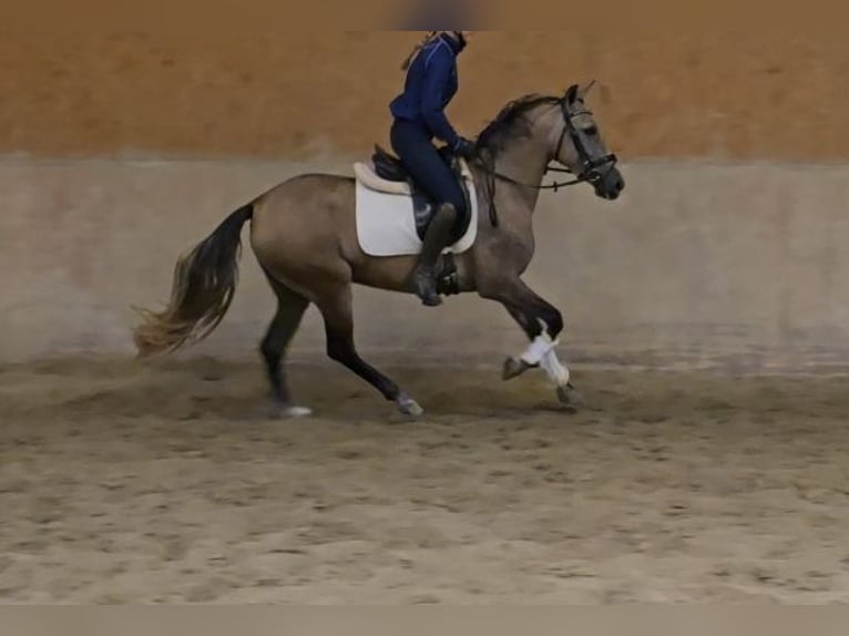 Andere Rassen Merrie 3 Jaar 145 cm kan schimmel zijn in Schwäbisch Gmünd