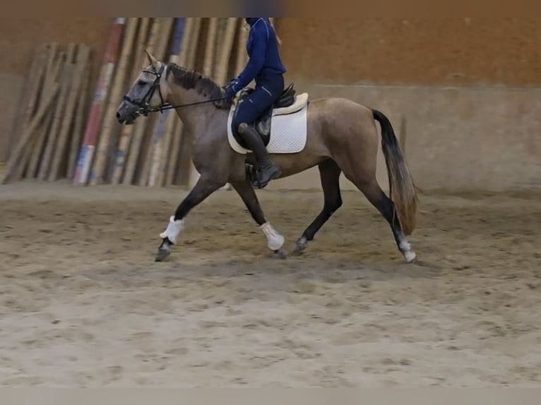 Andere Rassen Merrie 3 Jaar 145 cm kan schimmel zijn in Schwäbisch Gmünd